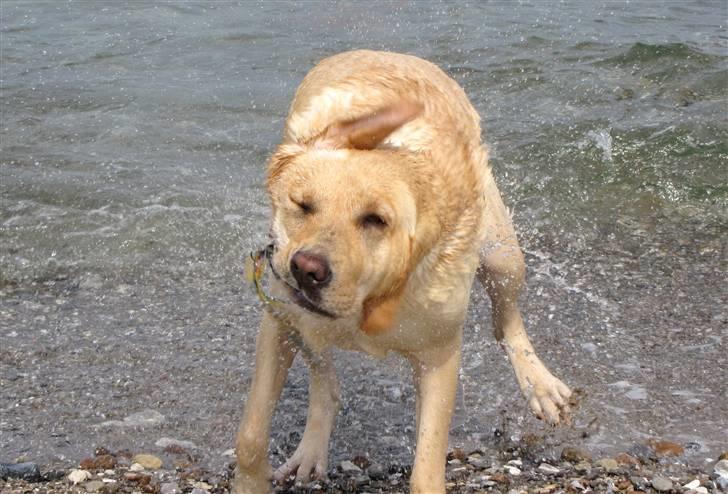 Labrador retriever Freja billede 14