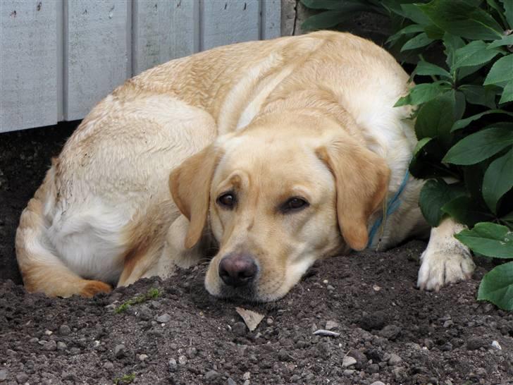 Labrador retriever Freja billede 15