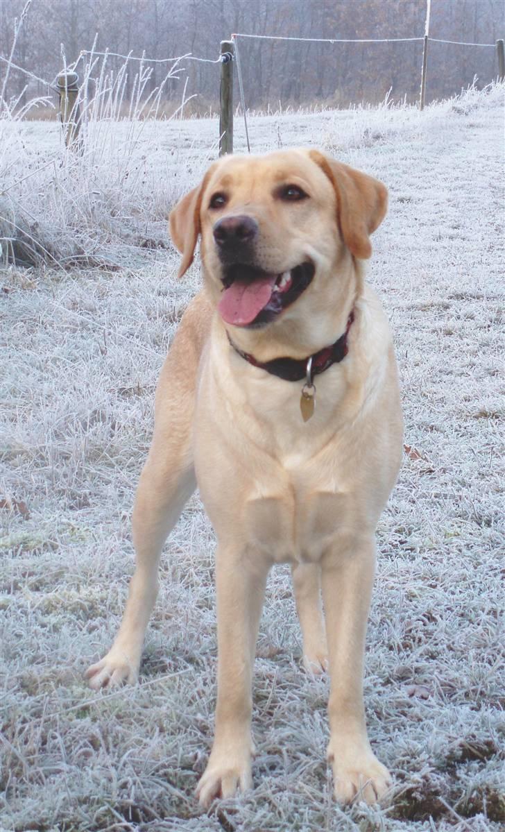 Labrador retriever Freja billede 18