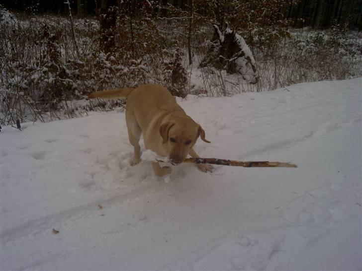 Labrador retriever Freja billede 19