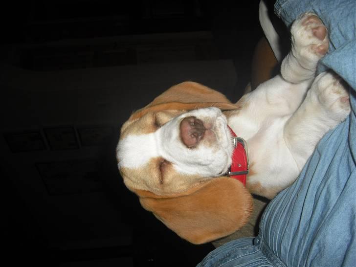 Beagle Lulu billede 11