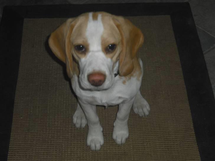 Beagle Lulu billede 12