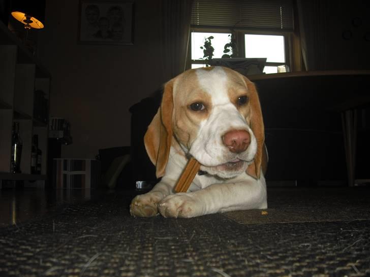 Beagle Lulu billede 13