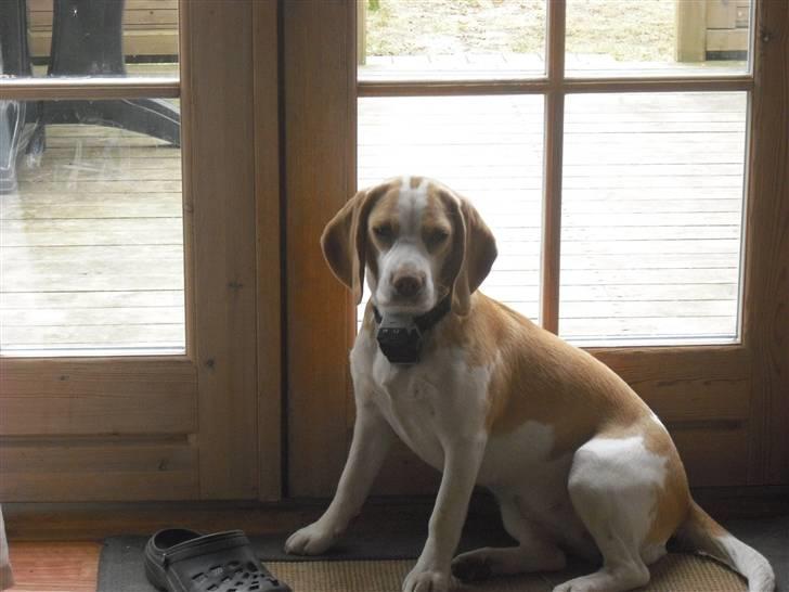 Beagle Lulu billede 14