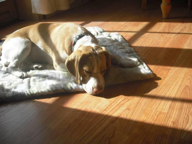 Beagle Lulu billede 15