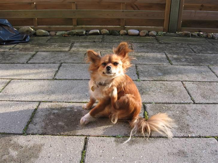 Chihuahua Bella - Det klør lige dér! billede 3