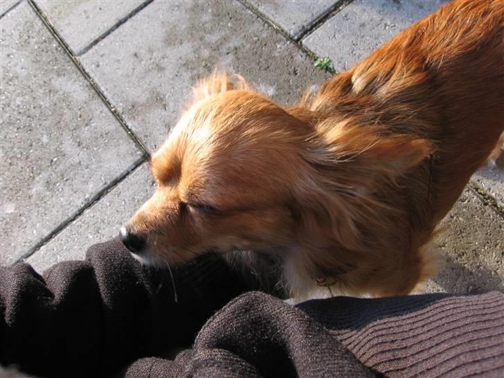 Chihuahua Bella billede 4