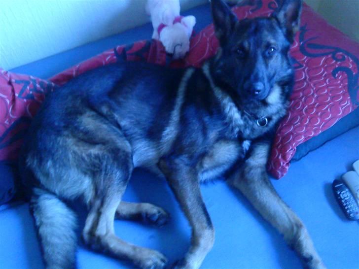 Schæferhund rollo - tak fordi du vækkede mig .... billede 7