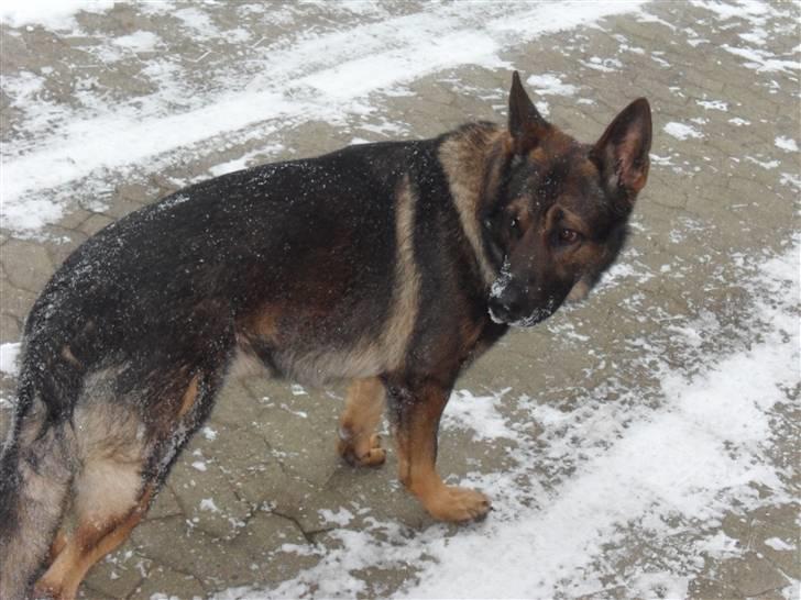 Schæferhund rollo - hvorfor kommer du ind mens jeg får taget mit billede??  billede 8