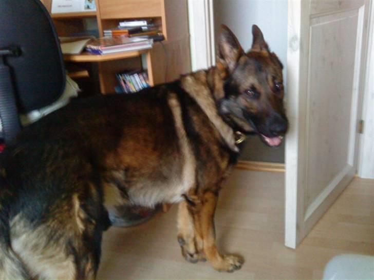 Schæferhund rollo - når nu bliver der taget billede, så bliver jeg lige lidt mere billede 9