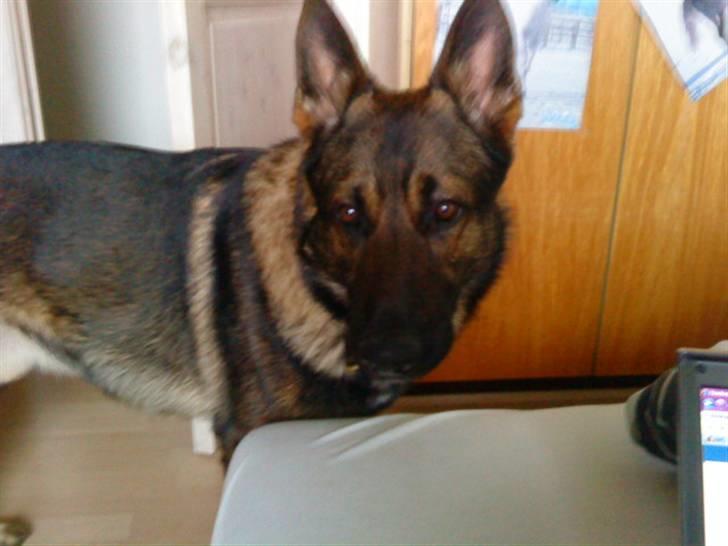 Schæferhund rollo - jeg er da nuttet  billede 10