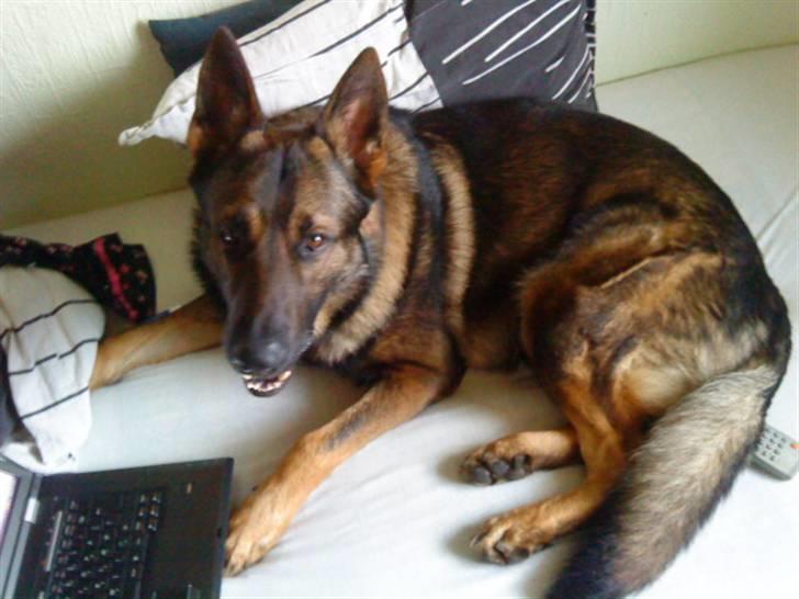 Schæferhund rollo - hey!! .. jeg sidder lige på msn billede 11