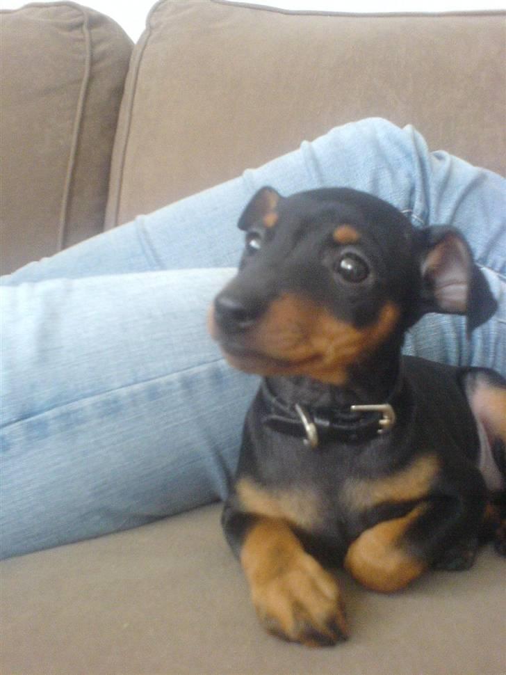 Dvaergpinscher rødkildes chanel billede 3