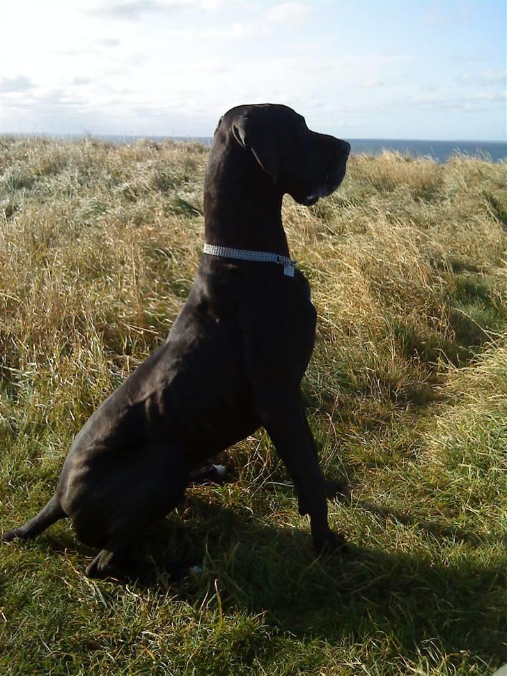 Grand danois Ricco - Kæmpehunden i smuk profil billede 1