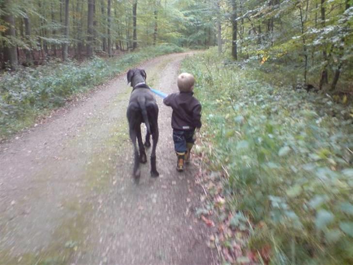 Grand danois Ricco - Lille dreng går tur med stor hund! billede 3