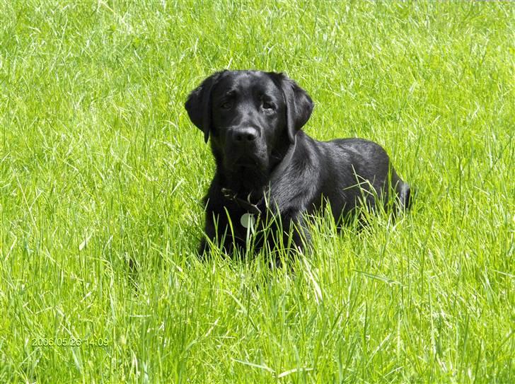 Labrador retriever Dexter billede 1