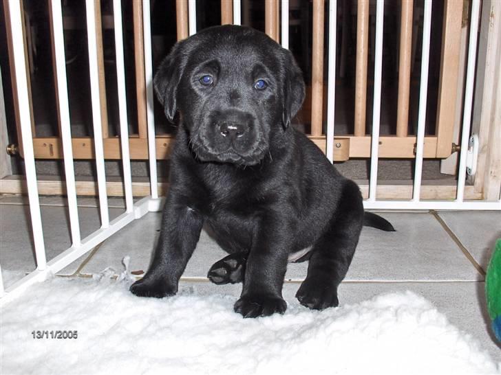Labrador retriever Dexter billede 2