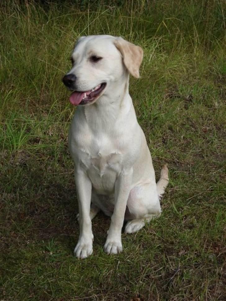 Labrador retriever Sia billede 18