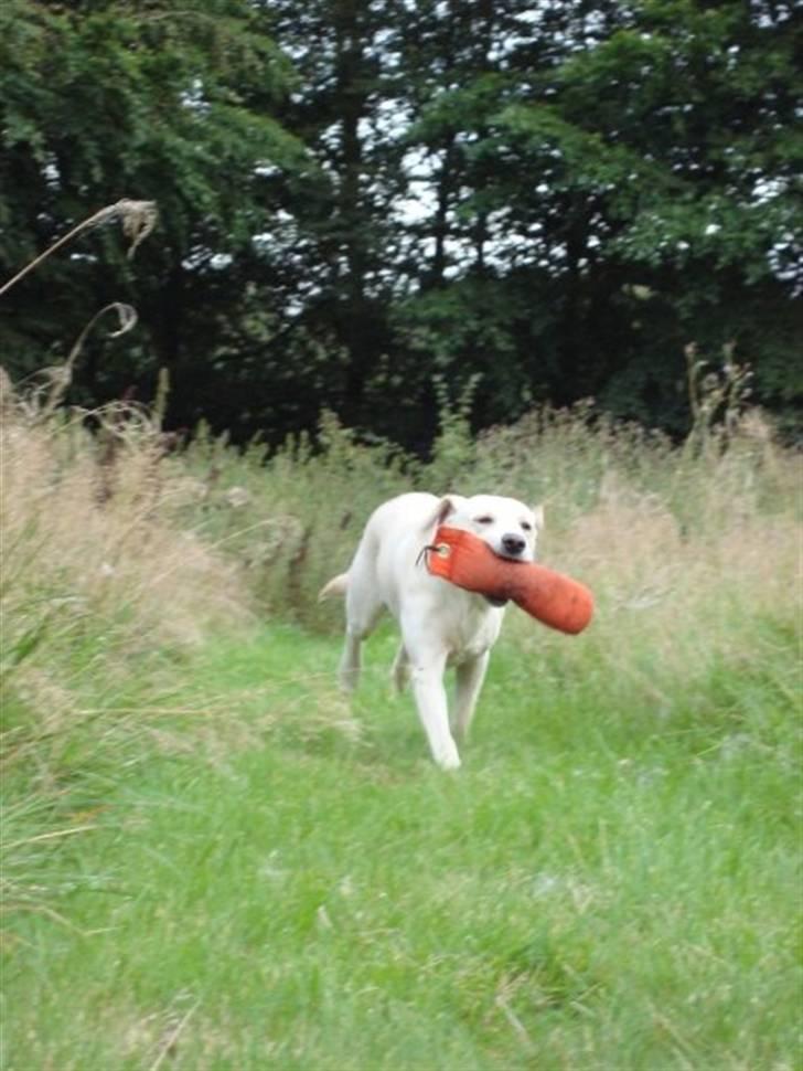 Labrador retriever Sia billede 19