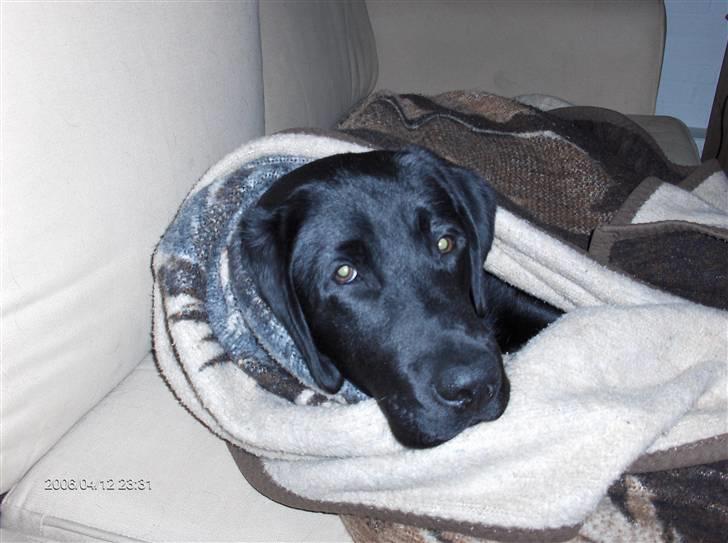 Labrador retriever Dexter billede 3