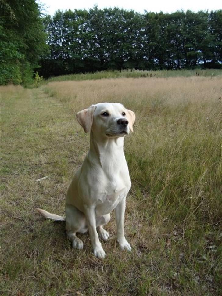 Labrador retriever Sia billede 20