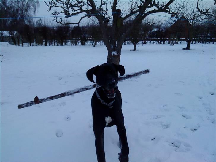 Grand danois Ricco - Kæmpehunden elsker at lege i sneen billede 9