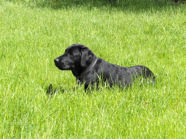 Labrador retriever Dexter billede 4