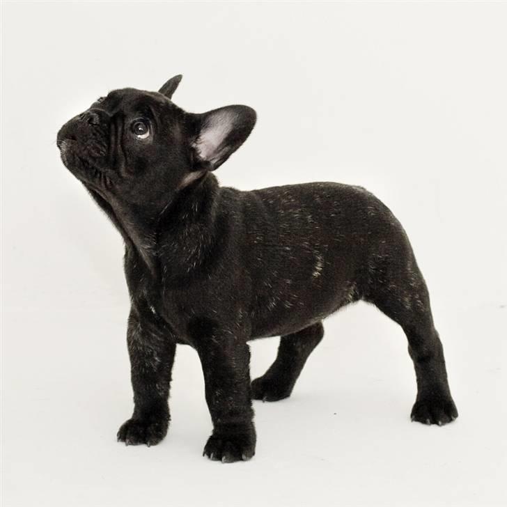 Fransk bulldog Leibølls Esoterique Emmet billede 14