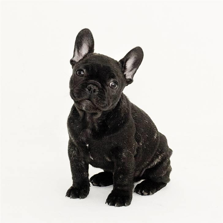 Fransk bulldog Leibølls Esoterique Emmet billede 15