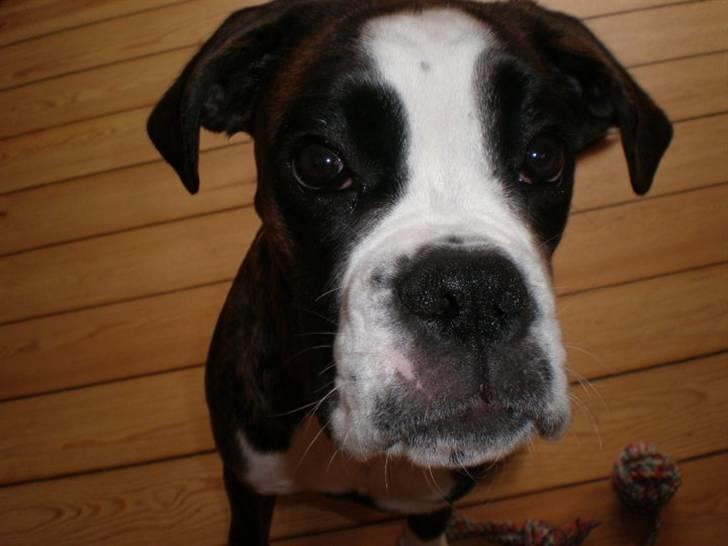 Boxer Kahvi billede 1