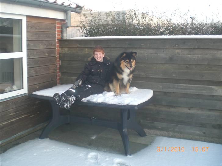 Finsk lapphund Finda Dino - Jonas og Dino hygger sig i haven billede 1