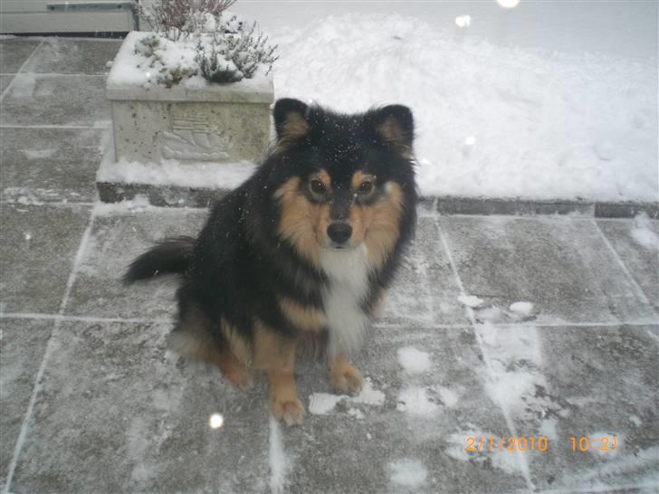 Finsk lapphund Finda Dino - Jeg hjælper far med at skovle sne billede 2