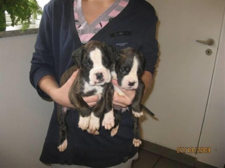 Boxer Kahvi - 5 uger gammel, til venstre billede 2