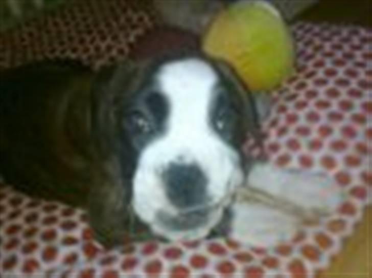 Boxer Kahvi - 8 uger billede 3