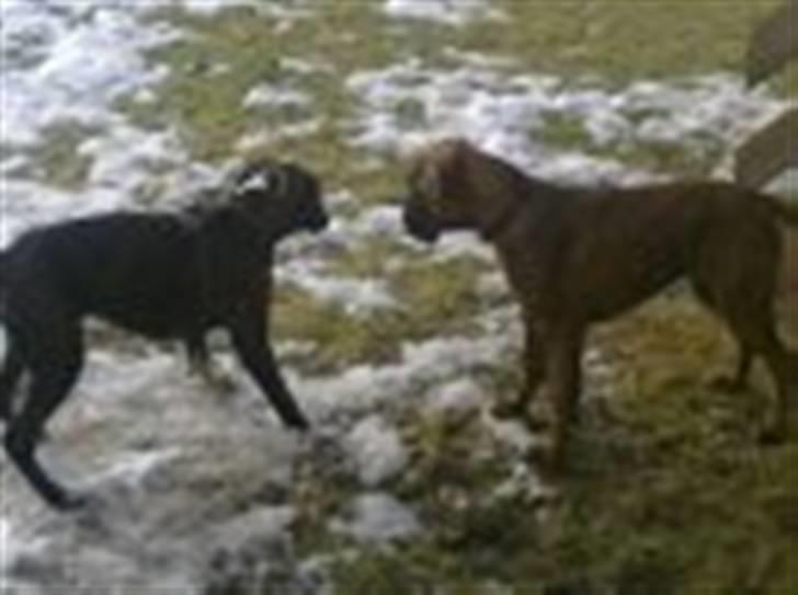 Boxer Kahvi - Kahvi og hendes bedste boxer veninde Sheeba billede 4