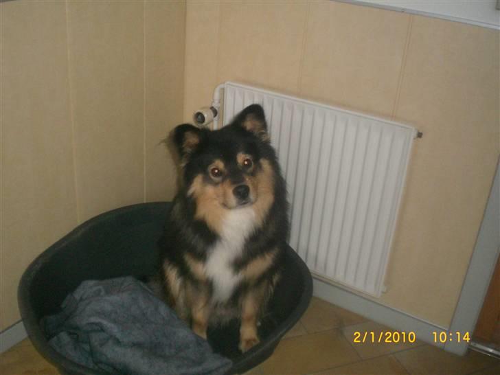 Finsk lapphund Finda Dino - Se mor, jeg sidder pænt i min kurv. billede 3