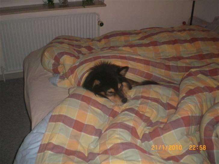 Finsk lapphund Finda Dino - Her er hyggeligt, kommer I ikke snart? billede 4