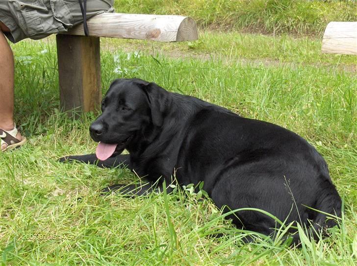 Labrador retriever Dexter billede 5