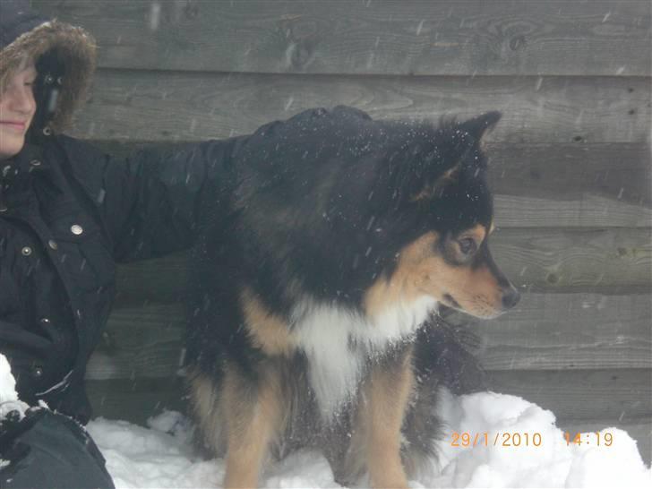 Finsk lapphund Finda Dino - Hvorlænge skal jeg sidde her? billede 5