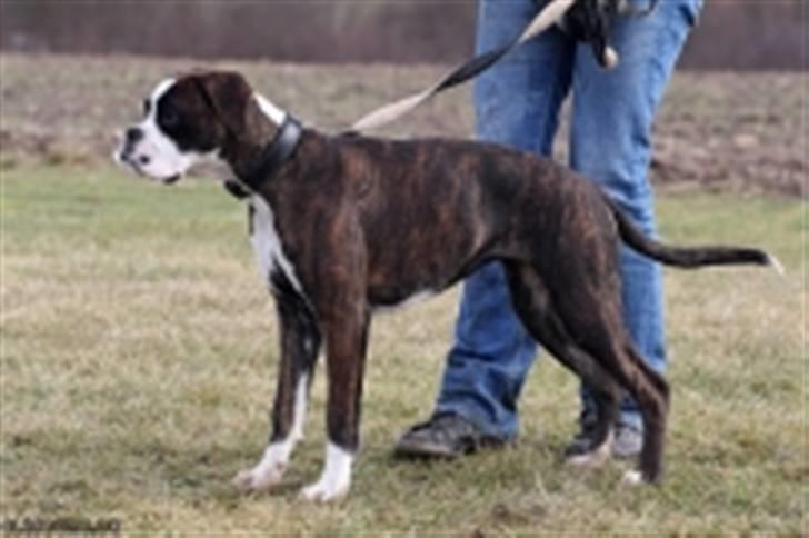 Boxer Kahvi billede 5