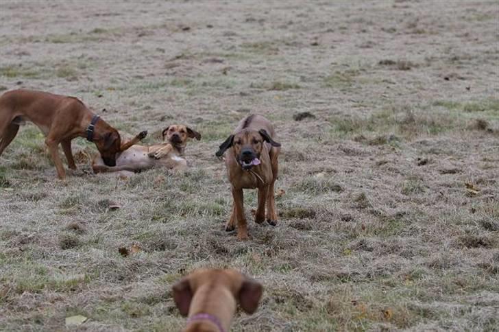 Rhodesian ridgeback Canelian (Carni)  - Carni springer på klassekammeraterne xD Foto: Benny Fischer © billede 5