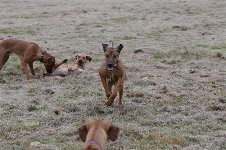 Rhodesian ridgeback Canelian (Carni)  - Der bliver fortsat sprunget (: Foto: Benny Fischer © billede 6