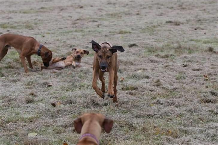 Rhodesian ridgeback Canelian (Carni)  - Foto: Benny Fischer © billede 7