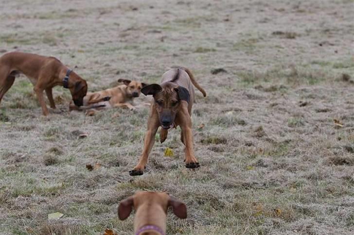 Rhodesian ridgeback Canelian (Carni)  - Foto: Benny Fischer © billede 8