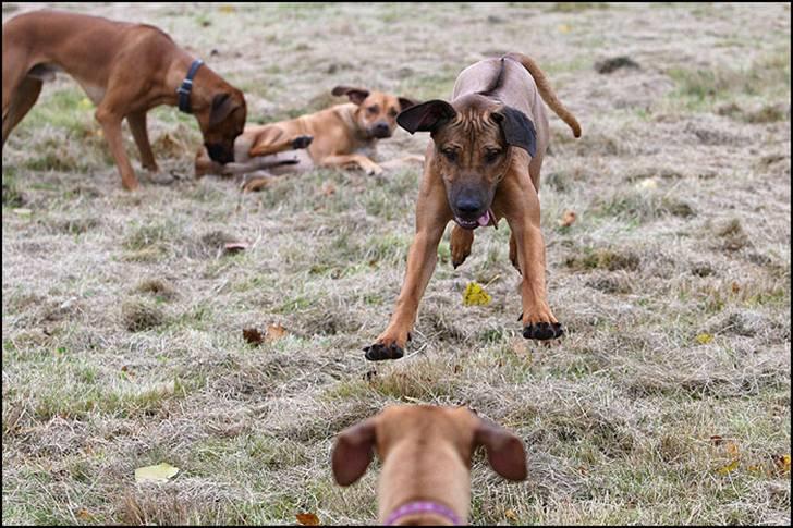 Rhodesian ridgeback Canelian (Carni)  - Carni kan ikke flyve, men han prøver da :o) Foto: Benny Fischer © billede 9