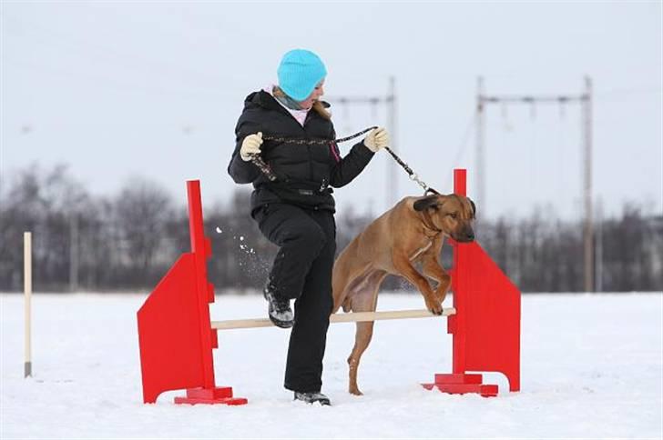 Rhodesian ridgeback Canelian (Carni)  - Carni og jeg spinger et lille spring til afslutningen (: Foto: Benny Fischer © billede 10