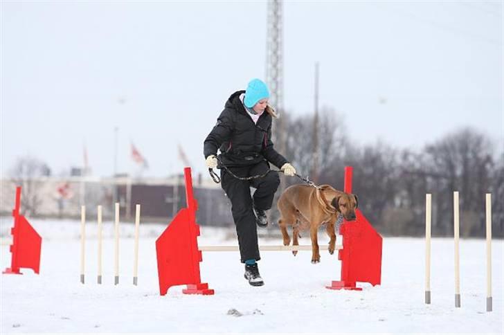 Rhodesian ridgeback Canelian (Carni)  - Og et lille spring til :) Foto: Benny Fischer © billede 11