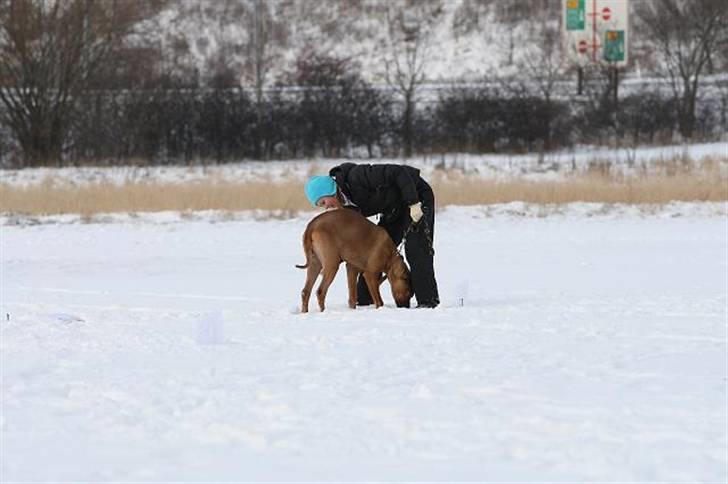 Rhodesian ridgeback Canelian (Carni)  - Carni har på dette billede fundet ud af, at hvis man er tørstig/sulten nok er sne en mulighed :) Foto: Benny Fischer ©  billede 12