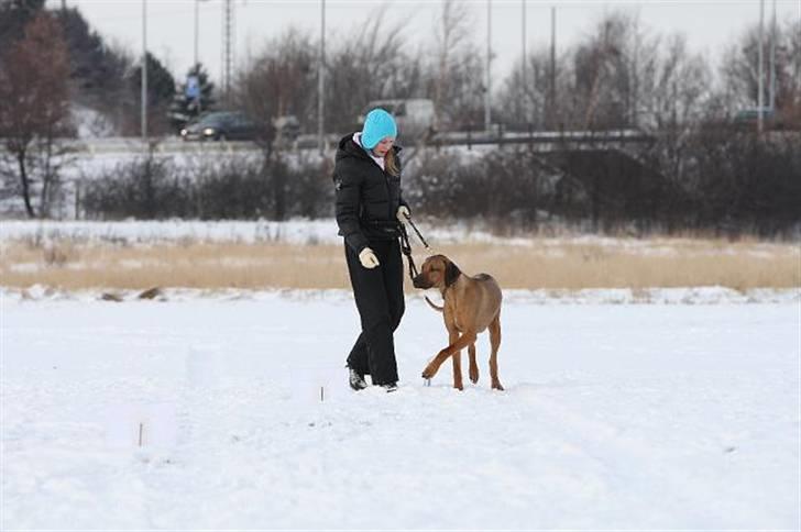 Rhodesian ridgeback Canelian (Carni)  - Hjælp mor, sne i min pote :S Foto: Benny Fischer © billede 13