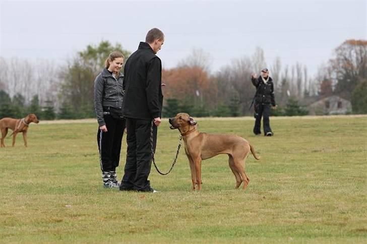 Rhodesian ridgeback Canelian (Carni)  - Thomas viser på dette billede hvordan det skal gøres med hundehvapsen (; Foto: Benny Fischer © billede 14